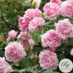 Cottage Rose / Котедж Роуз