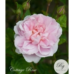 Cottage Rose / Котедж Роуз