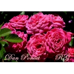 Dan Poncet  (Дан Пансет) Гийо