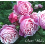 Dieter Muller (Дитэр Мюллер)