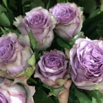 Dolcetto / Дольчетто