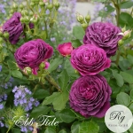 Ebb Tide / Ебб Тайд