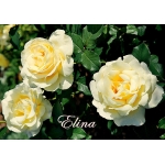 Elina (Элина)