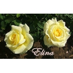 Elina (Элина)