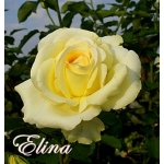 Elina (Элина)