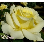 Elina (Элина)