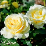 Elina (Элина)