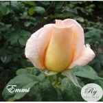 Emmi / Еммі