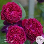 Falstaff / Фальстаф