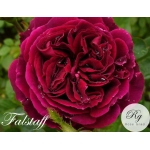 Falstaff / Фальстаф