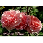 Francis Blaise (Френсис Блэйз)