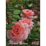 Francis Blaise (Френсис Блэйз)