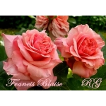 Francis Blaise (Френсис Блэйз)