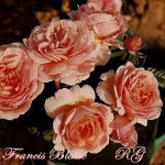 Francis Blaise (Френсис Блэйз)