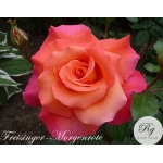 Freisinger Morgenrote (Фрайзингер Моргенрот)