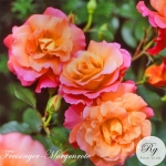 Freisinger Morgenrote (Фрайзингер Моргенрот)