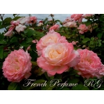 French Perfume (Френч Парфум)