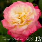 French Perfume (Френч Парфум)