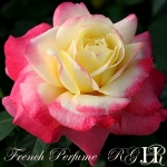 French Perfume (Френч Парфум)