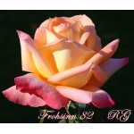 Frohsinn 82 (Фрозин 82)