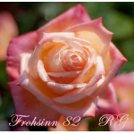Frohsinn 82 (Фрозин 82)