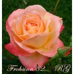Frohsinn 82 (Фрозин 82)