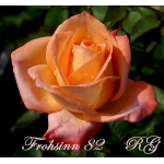 Frohsinn 82 (Фрозин 82)