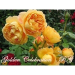 Golden Celebration / Голден Селебрейшн