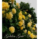 Golden Gate (Голден Гейт)