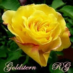 Goldstern (Голдштерн)