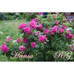 Hansa (Ханса) 