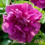 Hansa (Ханса) 