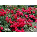 Hello / Хеллоу