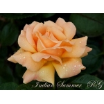 Indian Summer (Индиан Саммер)