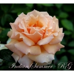 Indian Summer (Индиан Саммер)