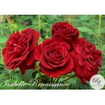 Isabelle Renaissance (Изабель ренессанс)
