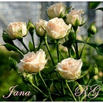 Jana / Яна