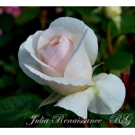 Julia Renaissance (Джулия Ренесанс)
