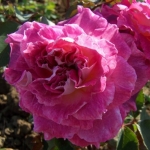 Kathryn / Катрін