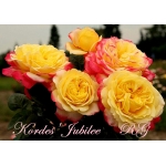 Kordes Jubilee / Ювілей Кордеса