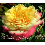 Kordes Jubilee / Ювілей Кордеса