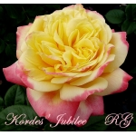 Kordes Jubilee / Ювілей Кордеса