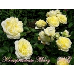 Kronprinsesse Mary (Кронпринцесс Мэри)
