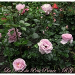 La Rose du Petit Prince / Ля Роз дю Петі Принс