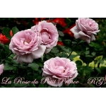 La Rose du Petit Prince / Ля Роз дю Петі Принс