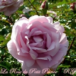 La Rose du Petit Prince / Ля Роз дю Петі Принс