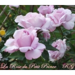 La Rose du Petit Prince / Ля Роз дю Петі Принс