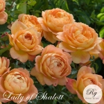 Lady of Shalott / Леді оф Шалотт