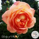 Lady of Shalott / Леді оф Шалотт