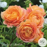 Lady of Shalott / Леді оф Шалотт
